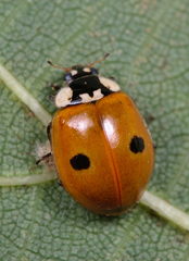 Adalia bipunctata