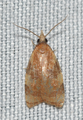 Cenopis diluticostana