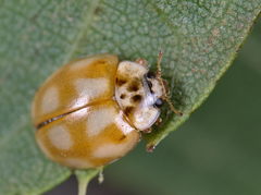 Adalia decempunctata