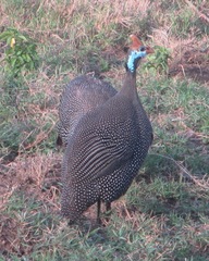 Numida meleagris reichenowi