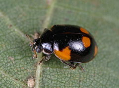 Adalia bipunctata