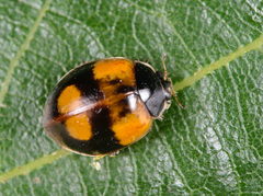 Adalia bipunctata