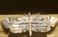 Parapoynx badiusalis