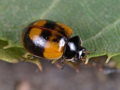 Adalia bipunctata