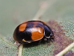 Adalia bipunctata