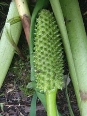 Lysichiton camtschatcensis