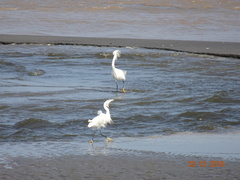 Egretta thula