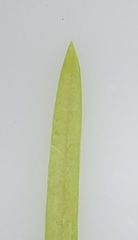 Potamogeton berchtoldii