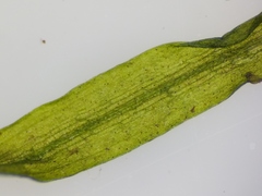 Potamogeton berchtoldii