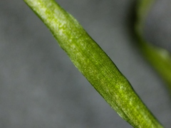 Potamogeton berchtoldii