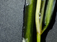 Potamogeton berchtoldii