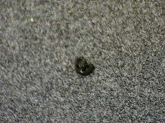 Potamogeton berchtoldii