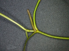 Potamogeton berchtoldii