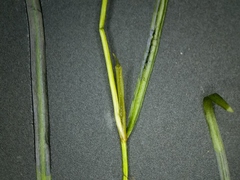 Potamogeton berchtoldii