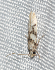 Coleotechnites atrupictella