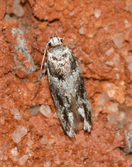 Recurvaria nanella