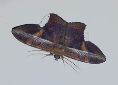 Hemeroblemma mexicana