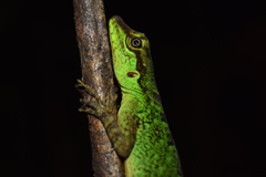 Anolis ventrimaculatus