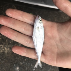 Scomberoides lysan