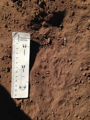 Dipodomys spectabilis