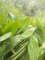 Lysichiton camtschatcensis