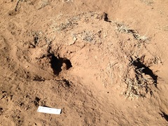 Dipodomys spectabilis