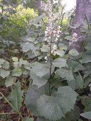 Parasenecio kamtschaticus