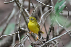 Myiothlypis flaveola