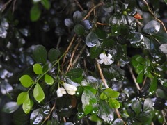 Murraya