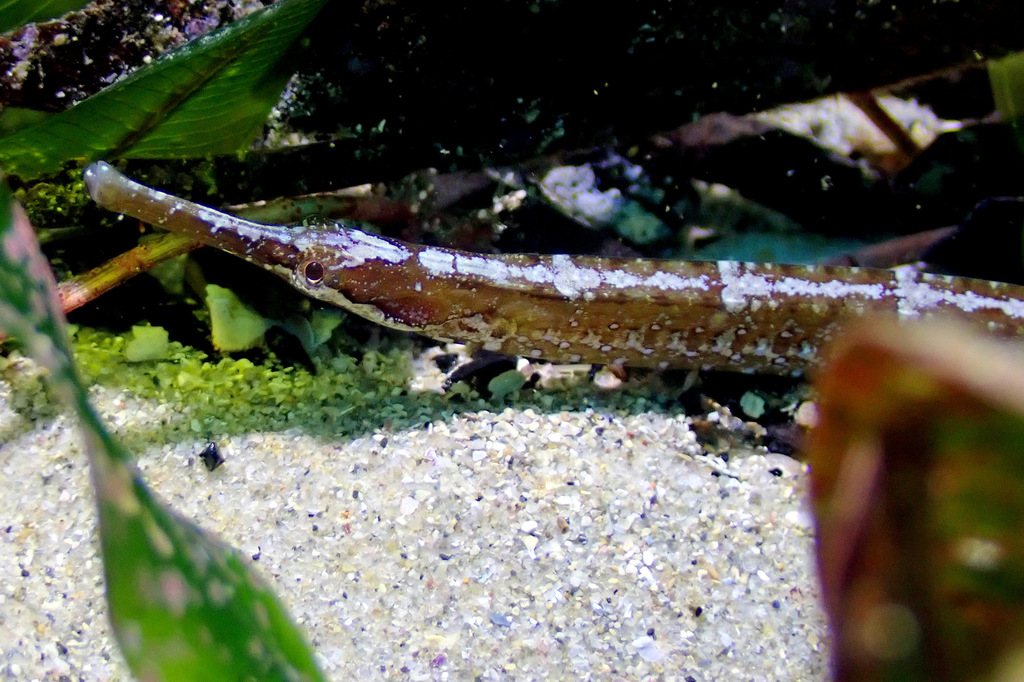 Mother-of-pearl Pipefish from Sydney NSW, Australia on June 30, 2020 at ...