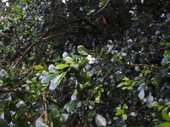 Murraya