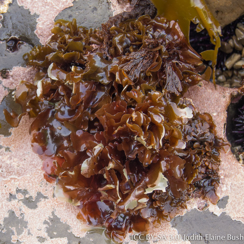 Cryptopleura lobulifera