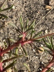 Phemeranthus mengesii