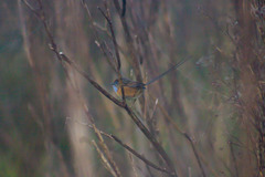 Stipiturus malachurus