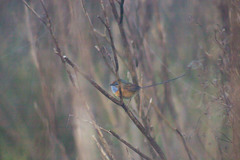 Stipiturus malachurus