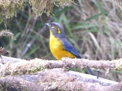 Anisognathus lacrymosus