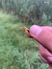 Conocephalus nigropleurum