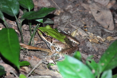 Lithobates palmipes