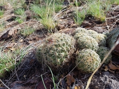 Coryphantha compacta
