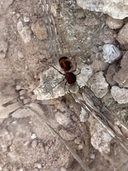 Pseudomethoca contumax