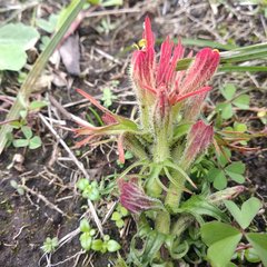 Castilleja moranensis
