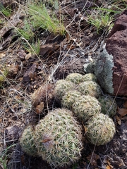 Coryphantha compacta