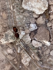 Pseudomethoca contumax