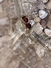 Pseudomethoca contumax