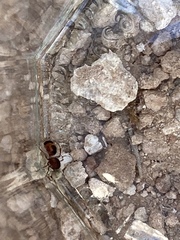 Pseudomethoca contumax