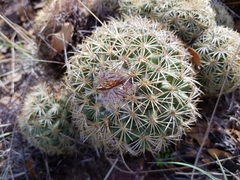 Coryphantha compacta
