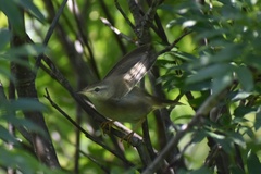 Helopsaltes ochotensis