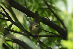 Helopsaltes ochotensis