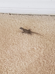 Sceloporus occidentalis