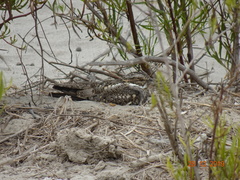 Chordeiles acutipennis